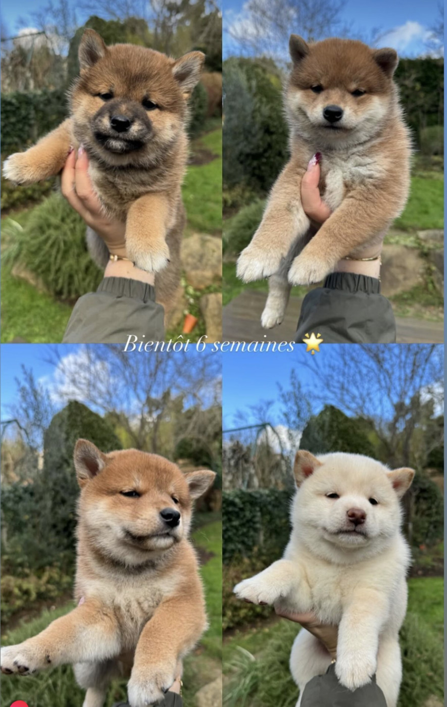 Go Shina No Yume - Shiba - Portée née le 26/11/2023