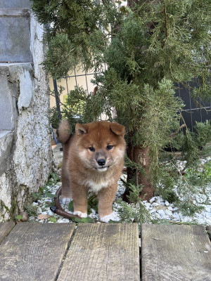 Akira